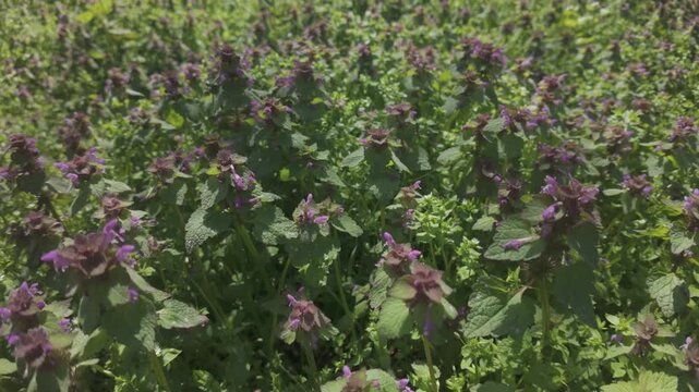Camera moves forward over dense thickets of flowering Purple dead-nettle, Lamium purpureum on a green meadow in springtime, slow motion