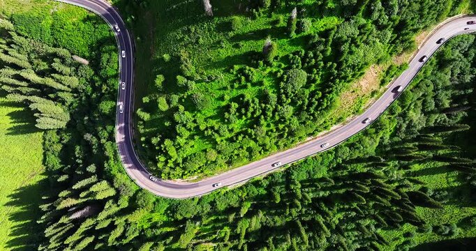 Top-down aerial view of cars driving on a winding road through a lush pine forest in Xinjiang, China