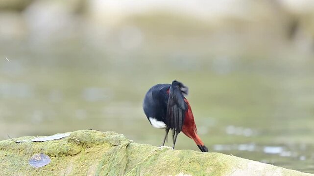 An elegant male White-capped Water Redstart is captured in high detail as it meticulously cleans and realigns its feathers following a vigorous bath.