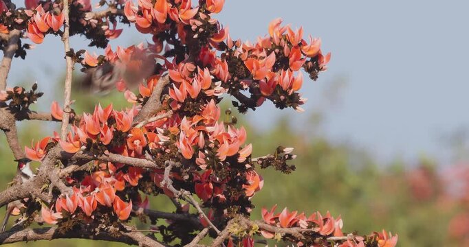 Red-whiskered Bulbul pair sipping nectar from fiery orange Flame of the Forest blooms.