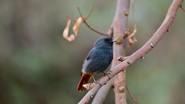 A vibrant male Plumbeous Water Redstart is captured in high detail, its slate-blue feathers contrasting sharply with its bright rufous tail as it sings from a branch.