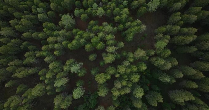 Dense evergreen forest canopy forming textured green pattern across landscape with soft natural light, straight down aerial drone background