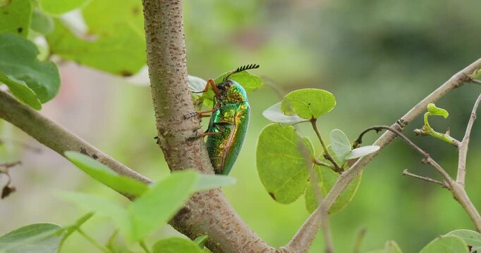 Metallic emerald green Jewel Beetle rests on a branch, warming up in the early morning monsoon light.