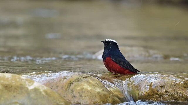 The raw, splashing beauty of this Himalayan icon is showcased in a professional-grade study of its aquatic behavior and habitat.