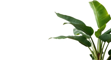 Fototapeta premium Potted banana palm plant framed by crisp white background