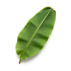 Fototapeta premium Vibrant Green Banana Leaf Isolated on White Background.