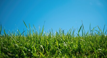 Obraz premium Sunny outdoor scene featuring vivid green grass and a deep blue sky