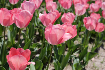 Fototapeta premium Beautiful tulip flower in the park