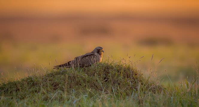 vibrant western marsh harrier resting on grassy mound during sunset in natural landscape