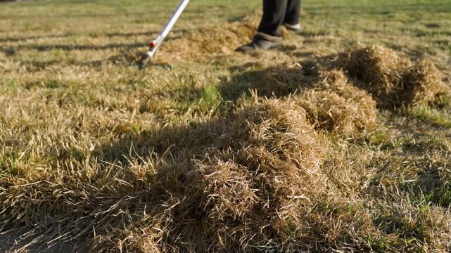 Spring lawn care routine raking and collecting dead thatch from yard