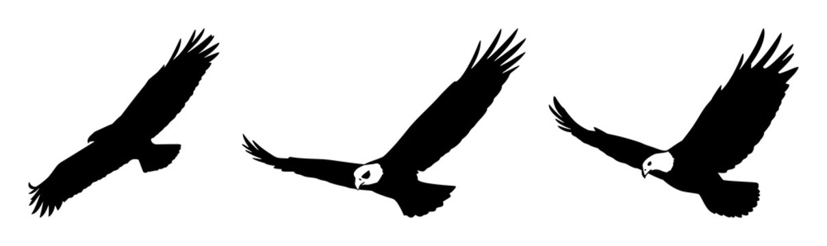 Eagle set with soaring silhouette over expansive sky featuring wildlife, birds, flight with freedom and bold lines in high contrast tribute