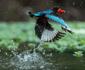 Naklejka premium Vibrant Blue Kingfisher Bird in Nature (Detailed Close Up)