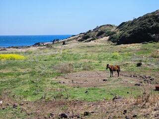 Naklejka premium A lonely horse standing on a green field by the blue sea in Jeju