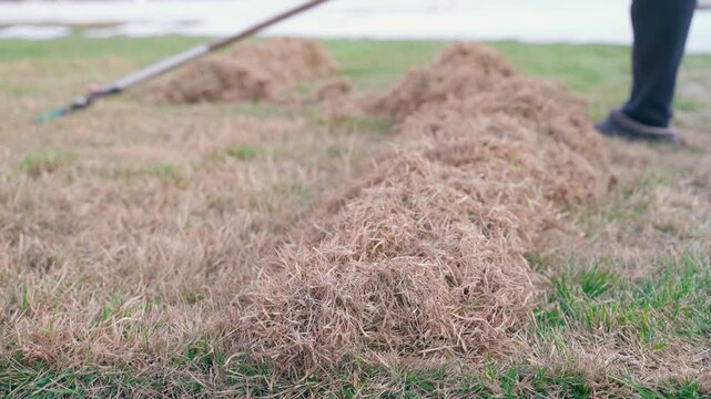 Man raking dead grass from lawn during spring yard maintenance