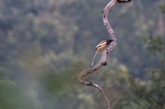 Full length shot of a Rufous Treepie resting on a weathered tree limb. The image showcases the birds characteristic long, silver grey tail with black tips and its rich rufous brown plumage