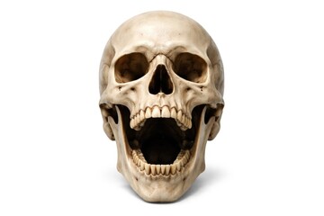 Fototapeta premium Human Skull with Open Mouth Isolated on White Background