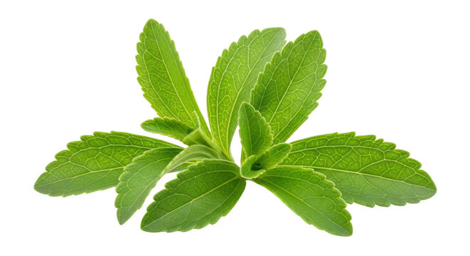 Fresh green stevia leaves plant isolated on black background leaf herb, Isolated On Png Transparent Background