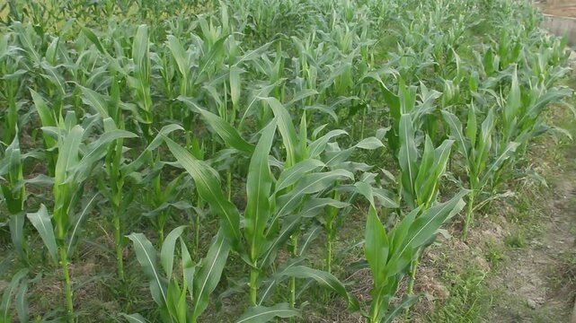 A professional agricultural footage featuring rows of healthy young sweet corn plants, scientifically identified as Zea mays var. saccharata. Captured during the vegetative growth stage