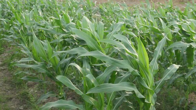 A professional agricultural footage featuring rows of healthy young sweet corn plants, scientifically identified as Zea mays var. saccharata. Captured during the vegetative growth stage