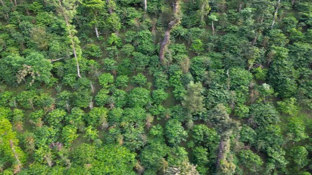 Aerial view of a lush green coffee plantation in Coorg district, India.
