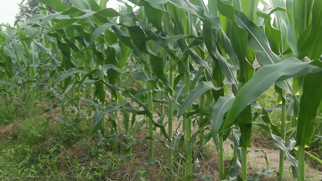 A professional agricultural footage featuring rows of healthy young sweet corn plants, scientifically identified as Zea mays var. saccharata. Captured during the vegetative growth stage