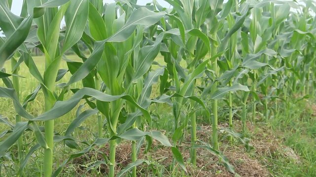 A professional agricultural footage featuring rows of healthy young sweet corn plants, scientifically identified as Zea mays var. saccharata. Captured during the vegetative growth stage