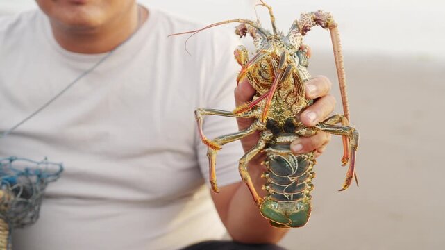 fisherman caught a scalloped spiny lobster, panulirus homarus, in tabanan, bali, indonesia, close-up