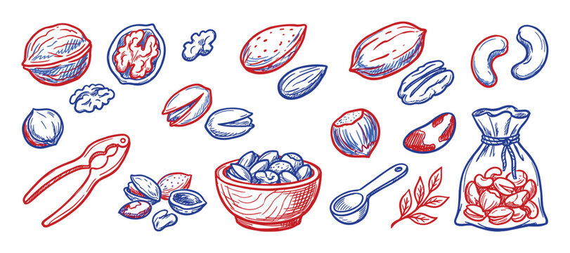 Various hand-drawn nuts and seeds, including walnuts, almonds, pistachios, and cashews, are depicted in a vibrant red and blue sketch style