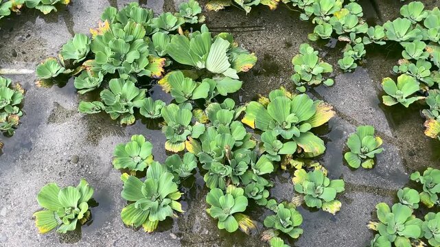 A video showing the top view of green watercress leaves floating on calm freshwater near a sandy beach