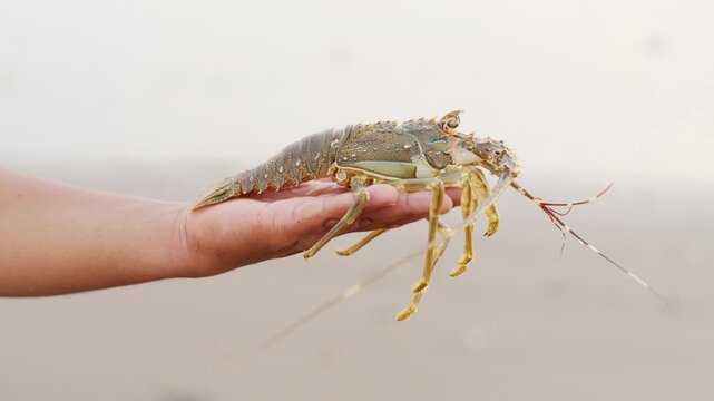 mud spiny lobster, panulirus polyghagus, in fisherman hand in tabanan, bali, indonesia, southeast asia, close-up