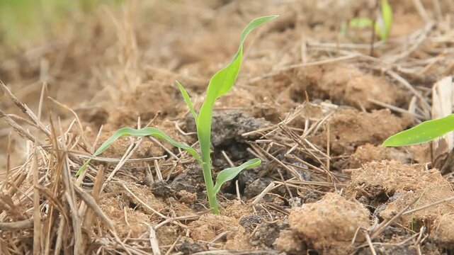 Sweet corn or zea mays saccharata sturt, young corn plants in the field, young corn that lives on the surface of fertile soil