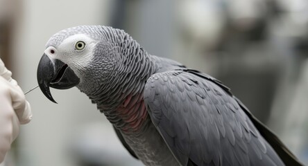 Obraz premium Wing infection detection in African gray parrot at avian clinic