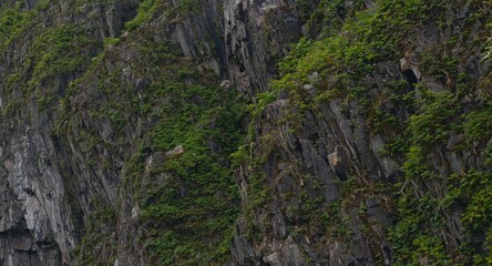 Fototapeta premium Steep rocky cliffs adorned with dense green plants showcasing natural Arctic wilderness