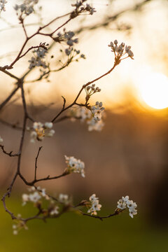 Bradford Pear trees blooming in the spring at sunset.