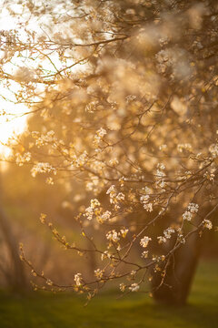 Bradford Pear trees blooming in the spring at sunset.