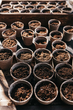 Starting a vegetable garden with seeds in pots for a spring garden. 