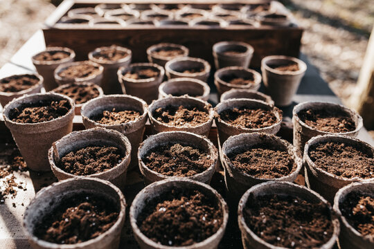 Starting a vegetable garden with seeds in pots for a spring garden. 