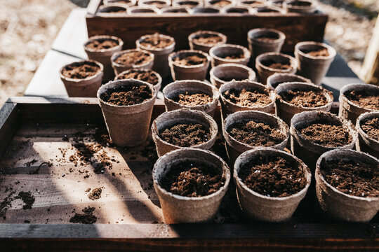 Starting a vegetable garden with seeds in pots for a spring garden. 