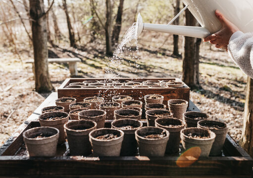 Starting a vegetable garden with seeds in pots for a spring garden. 