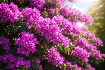 Obraz premium Vibrant purple bougainvillea plant blooming in bright sunlight