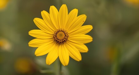 Fototapeta premium Yellow flower front view close up with a gentle creamy blur