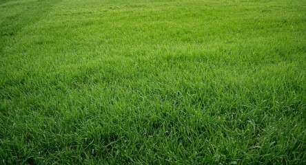 Obraz premium Water management system designed for thriving green grass lawns