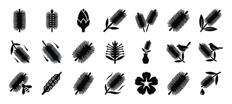 Various black silhouette illustrations of bottlebrush flowers, leaves, buds, and seed pods, some with birds, a bee, or a vase, presented in a clean, graphic style
