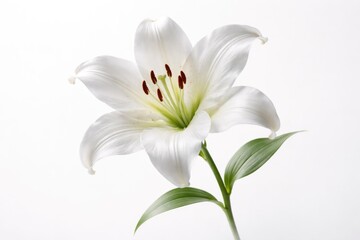 Obraz premium A graceful white lily flower isolated on a sleek white background with soft studio lighting