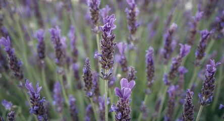 Naklejka premium Lavender herb used widely for its fragrance and medicinal properties