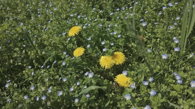 Camera approaches to yellow Dandelions flowers, Taraxacum growing among Common field-speedwell, Veronica persica in a green meadow, top view, close-up