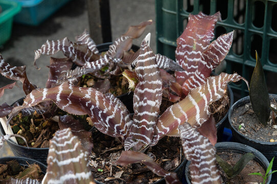 Striped brown bromeliad plant in pot close up