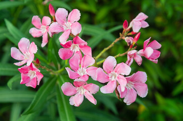 Fototapeta premium Pink oleander flower cluster with buds in nature