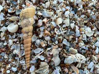 Fototapeta premium seashells on the sand