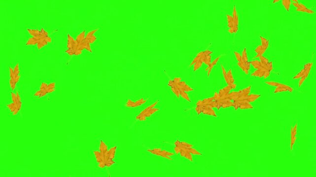 Autumn leaves Falling Green Screen Background
